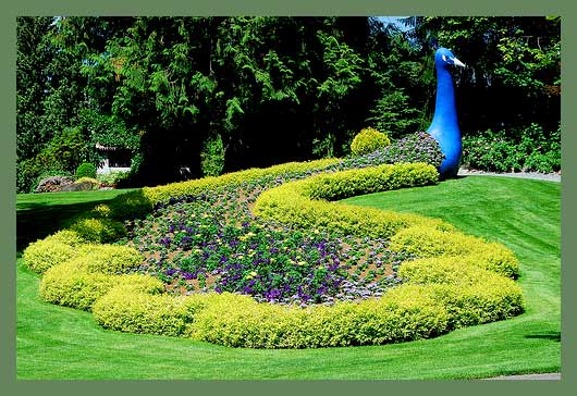 Minter Gardens - павлин