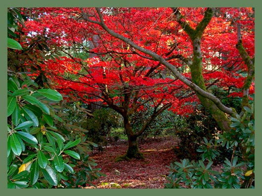 Rhododendron Species Botanical Garden – Ботанический сад рододендронов